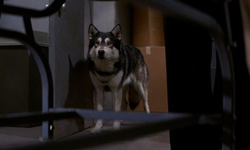 Free Kittens Movie Guide: THE THING and My Creepy-Ass Dog